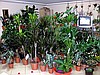 Уход за комнатными растениями